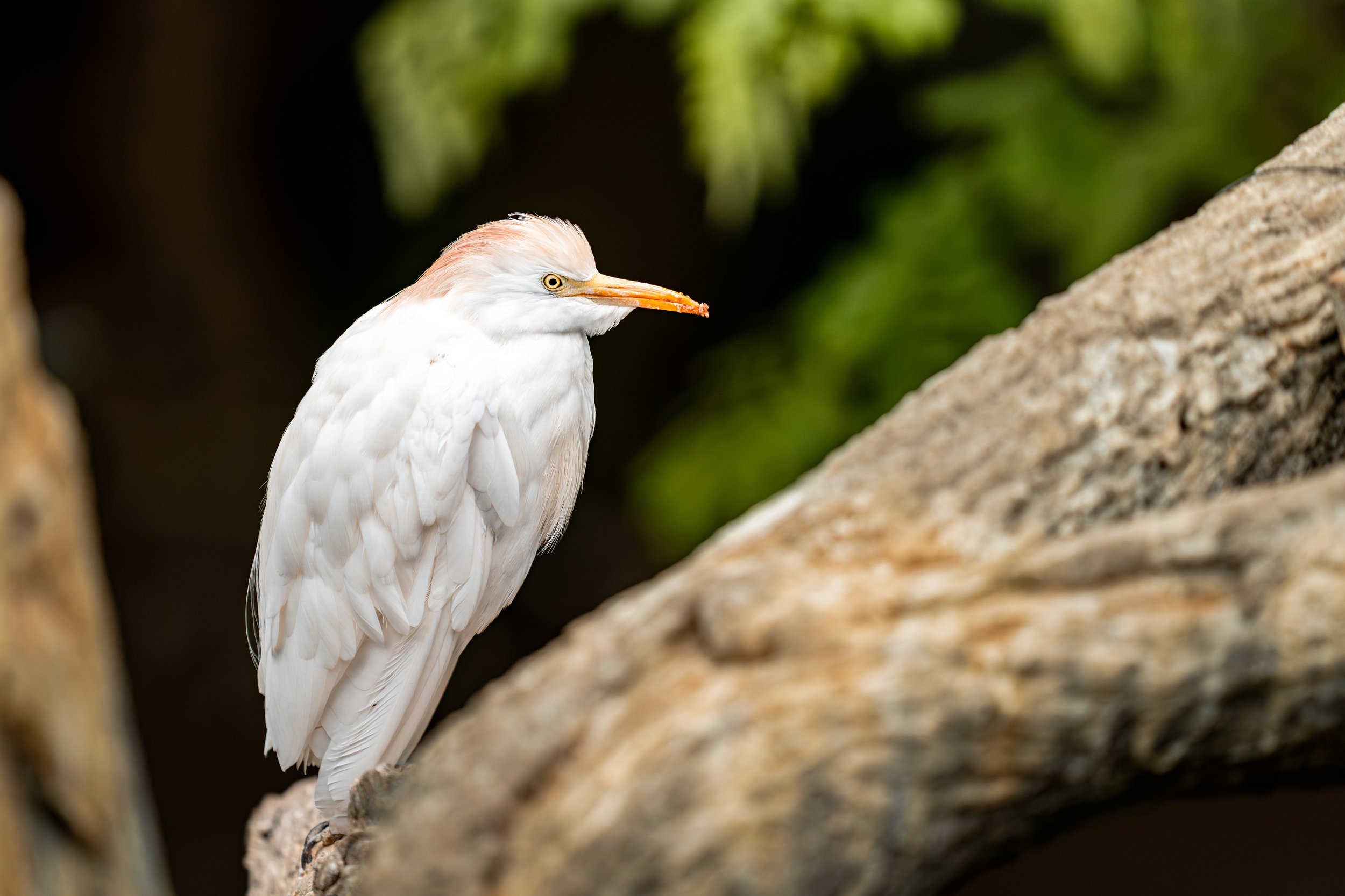 A white heron perched on a log, with a yellow eye and orange beak, against a blurred green and dark background.