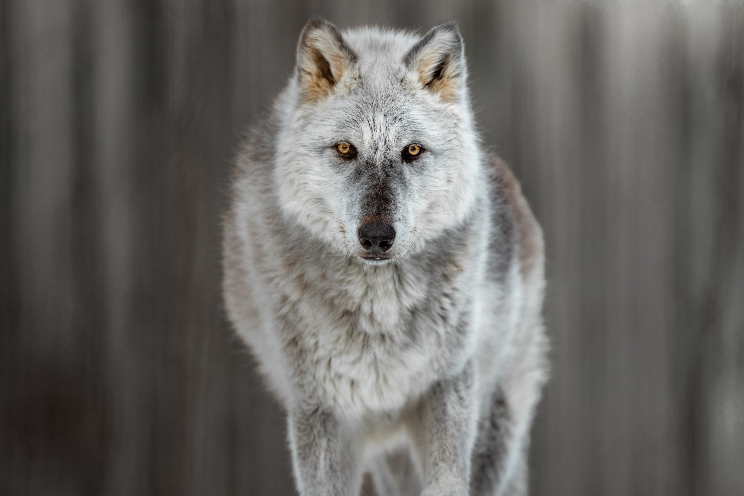 A gray and white wolf standing outdoors on a blurry background.
