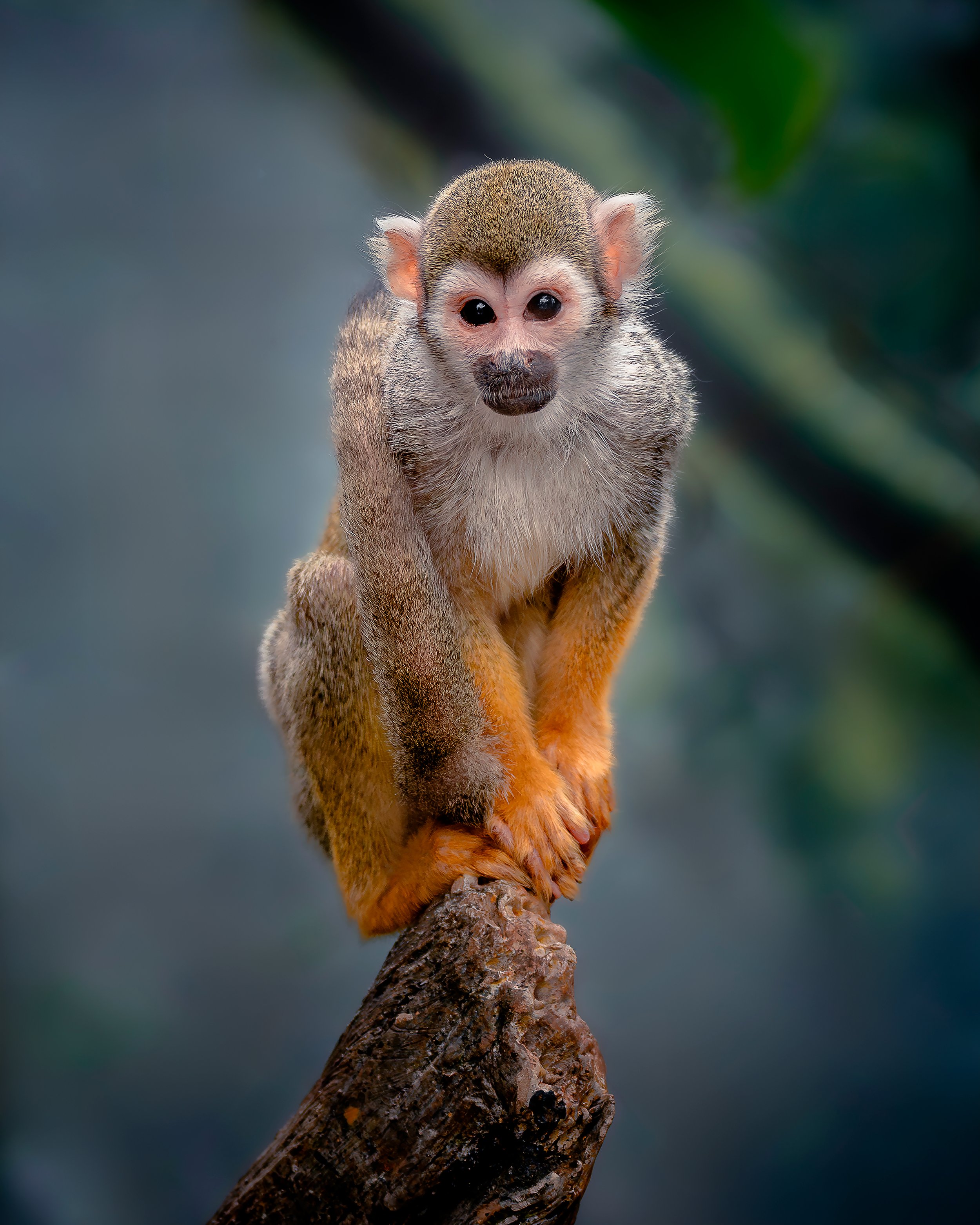 A capuchin monkey perched on a tree branch, facing forward with a neutral expression, in a natural setting.