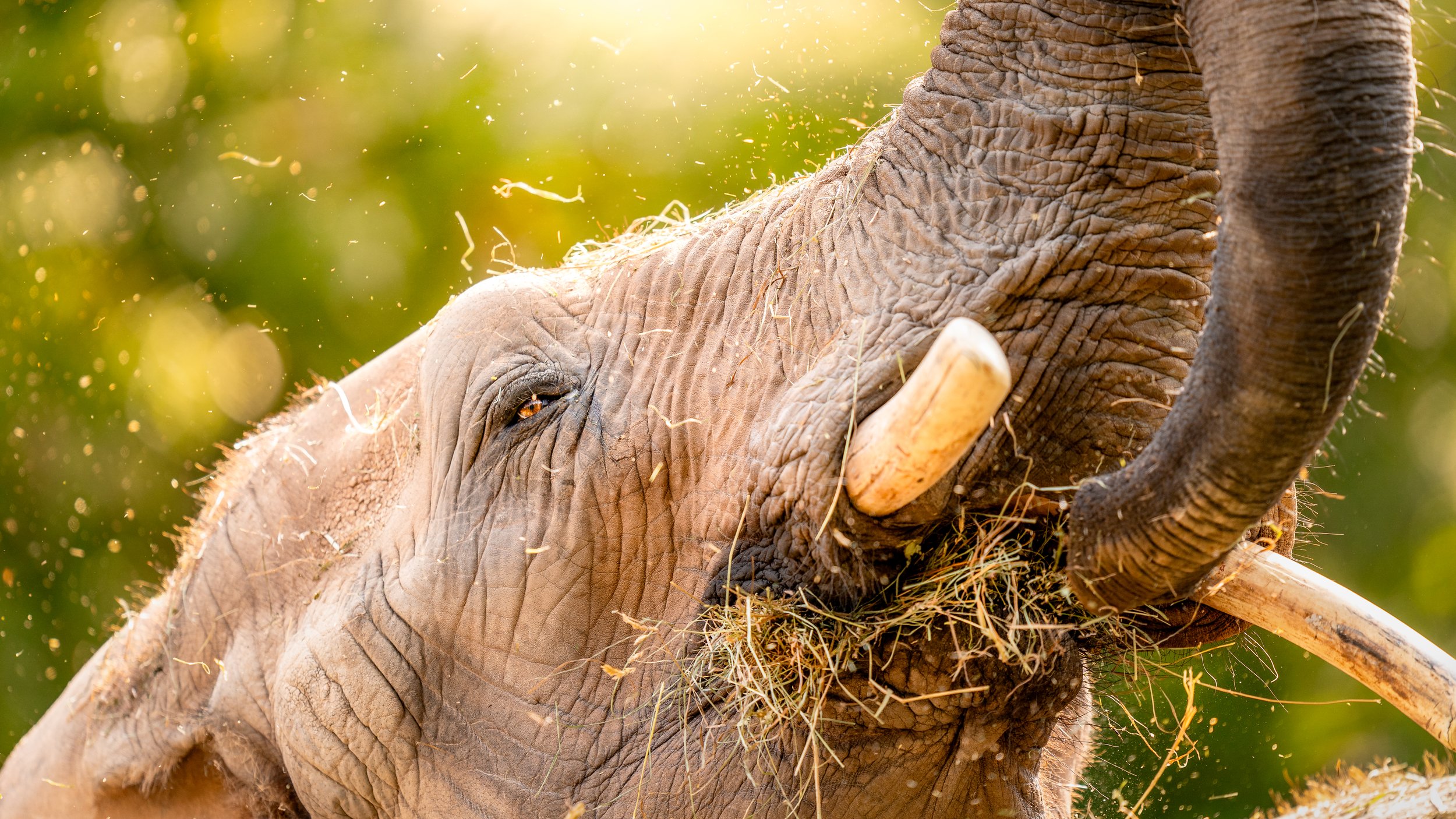 Close-up of an elephant raising its trunk and mouth, with sunlight and dust around it, against a green blurred background at the Seneca Park Zoo