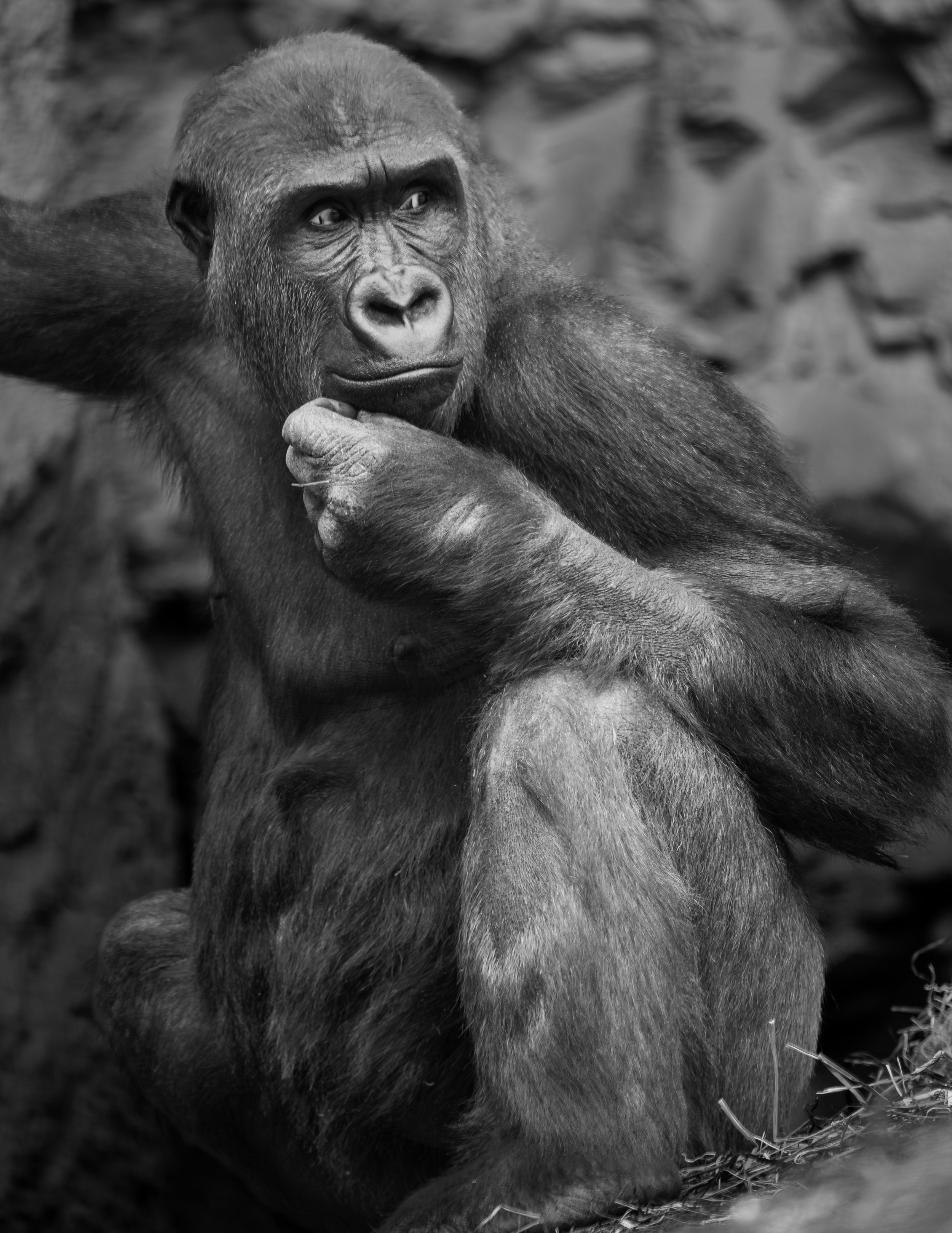 A thoughtful-looking gorilla sitting on the ground with hand near chin, in black and white.