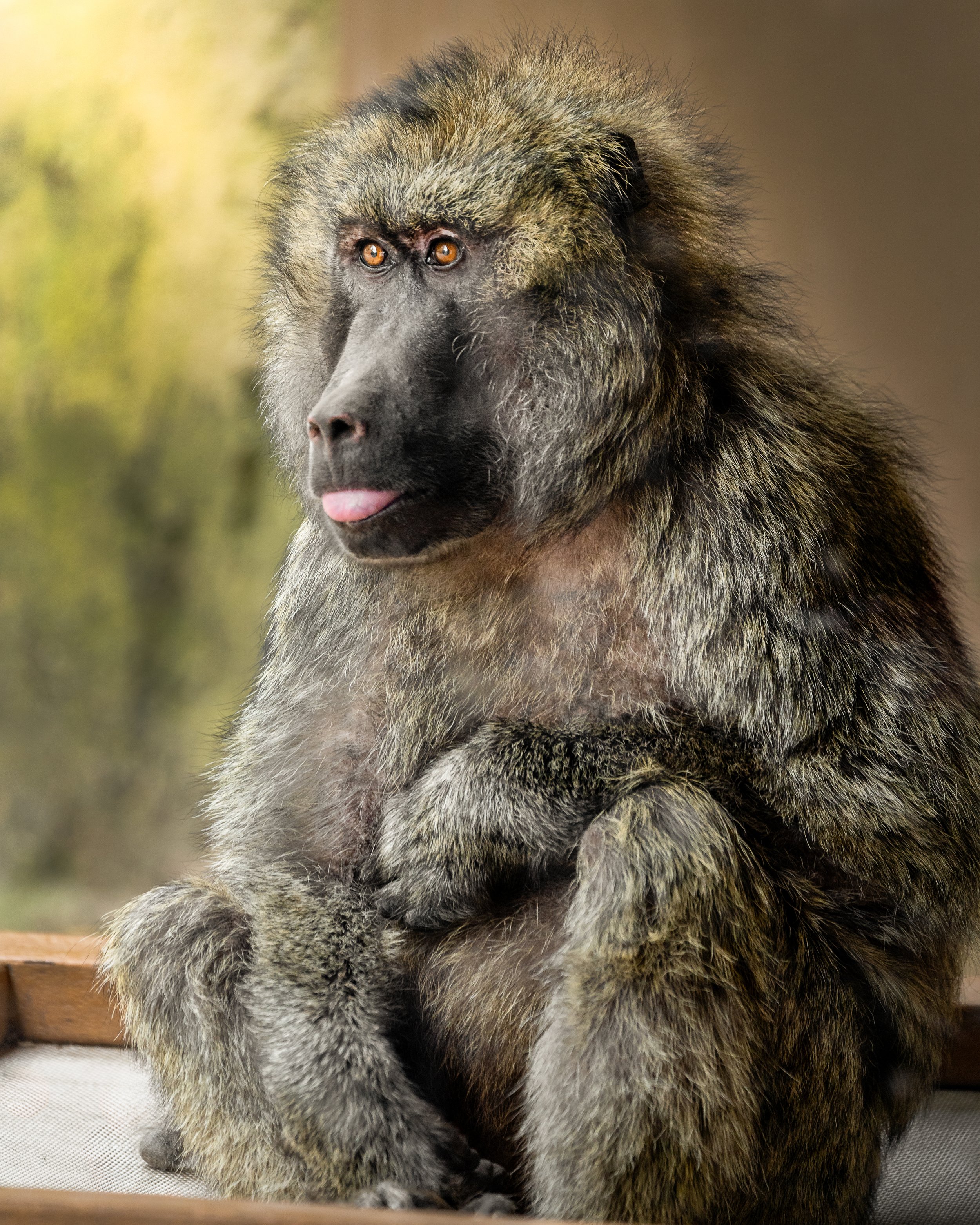 A mandrill with a human-like face, sitting with its hands crossed and tongue slightly sticking out, in a natural setting.