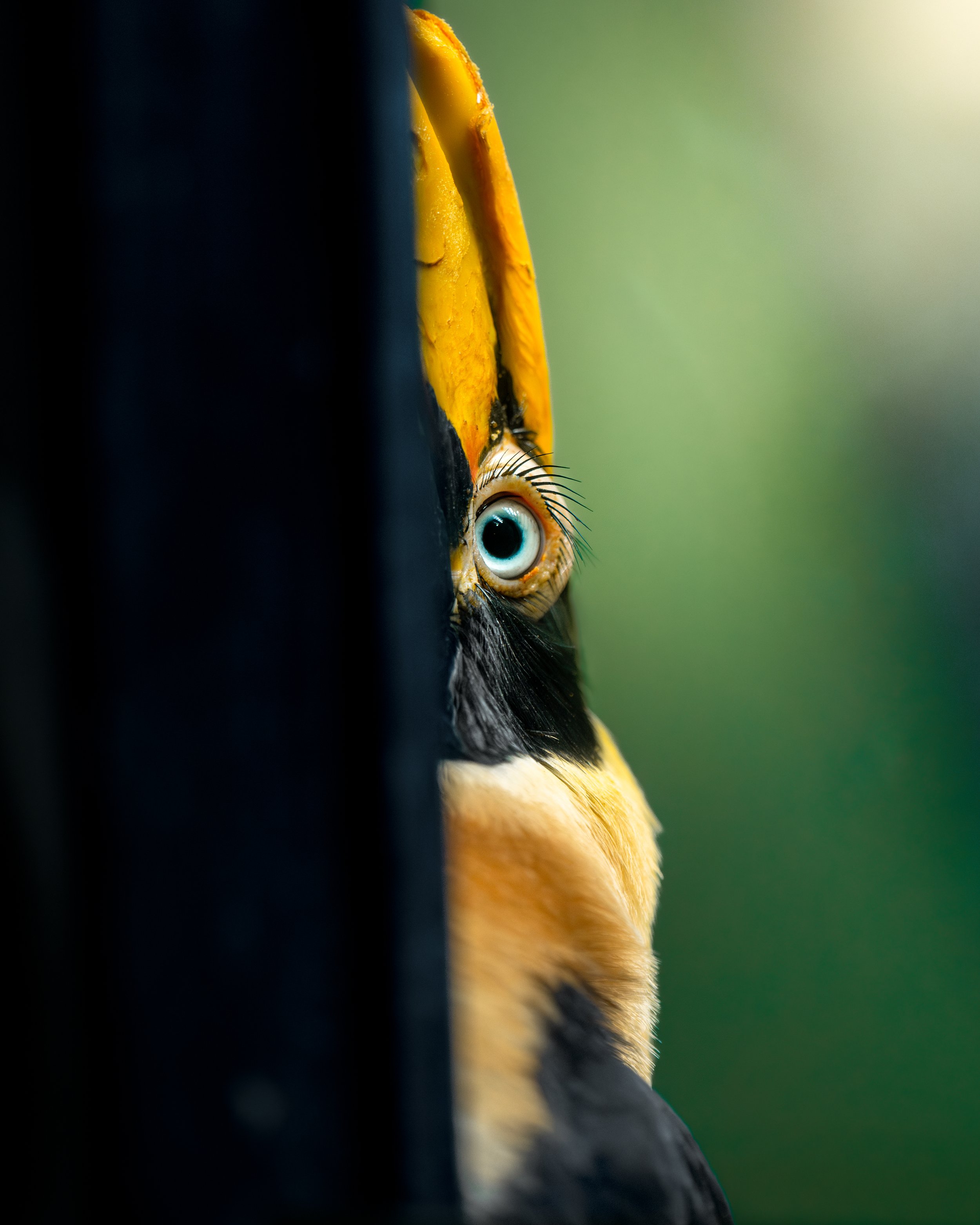 Close-up of a toucan bird peeking out from behind a black vertical object, showing its large yellow beak and blue eye against a blurred green background.