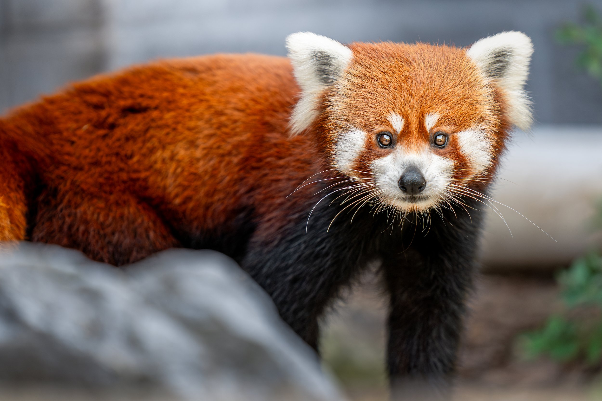 A red panda standing on a rock at the Seneca Park Zoo