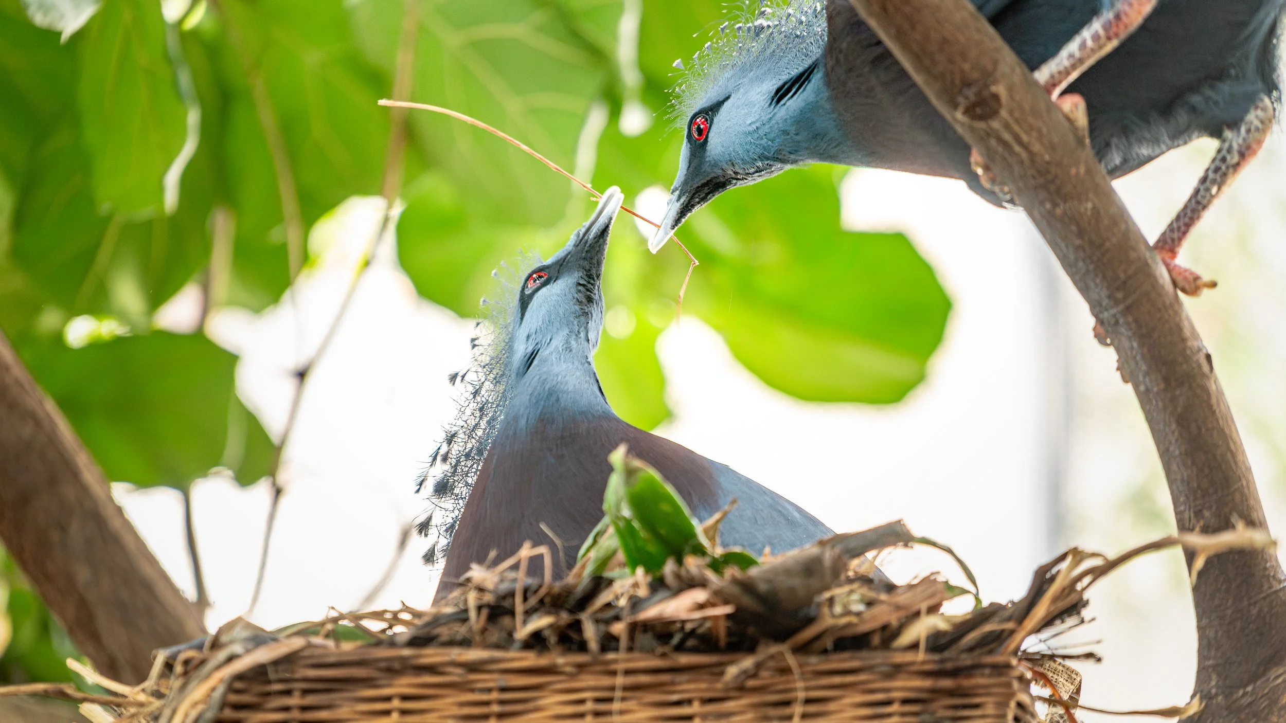A blue and black bird with red eyes standing on a nest, holding a small twig in its beak, surrounded by green leaves.