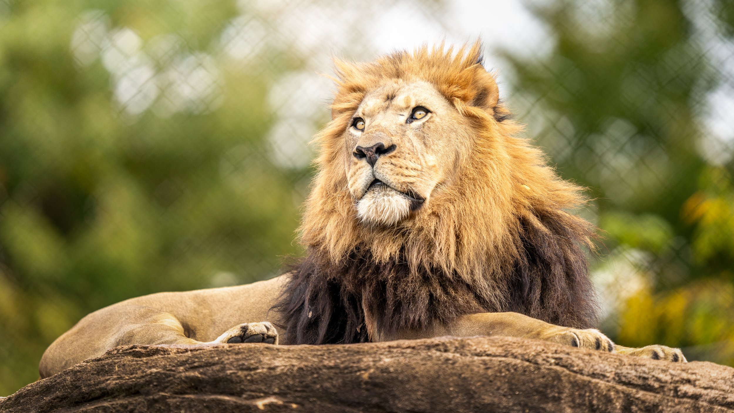 A lion resting on a large rock with a blurred green background.