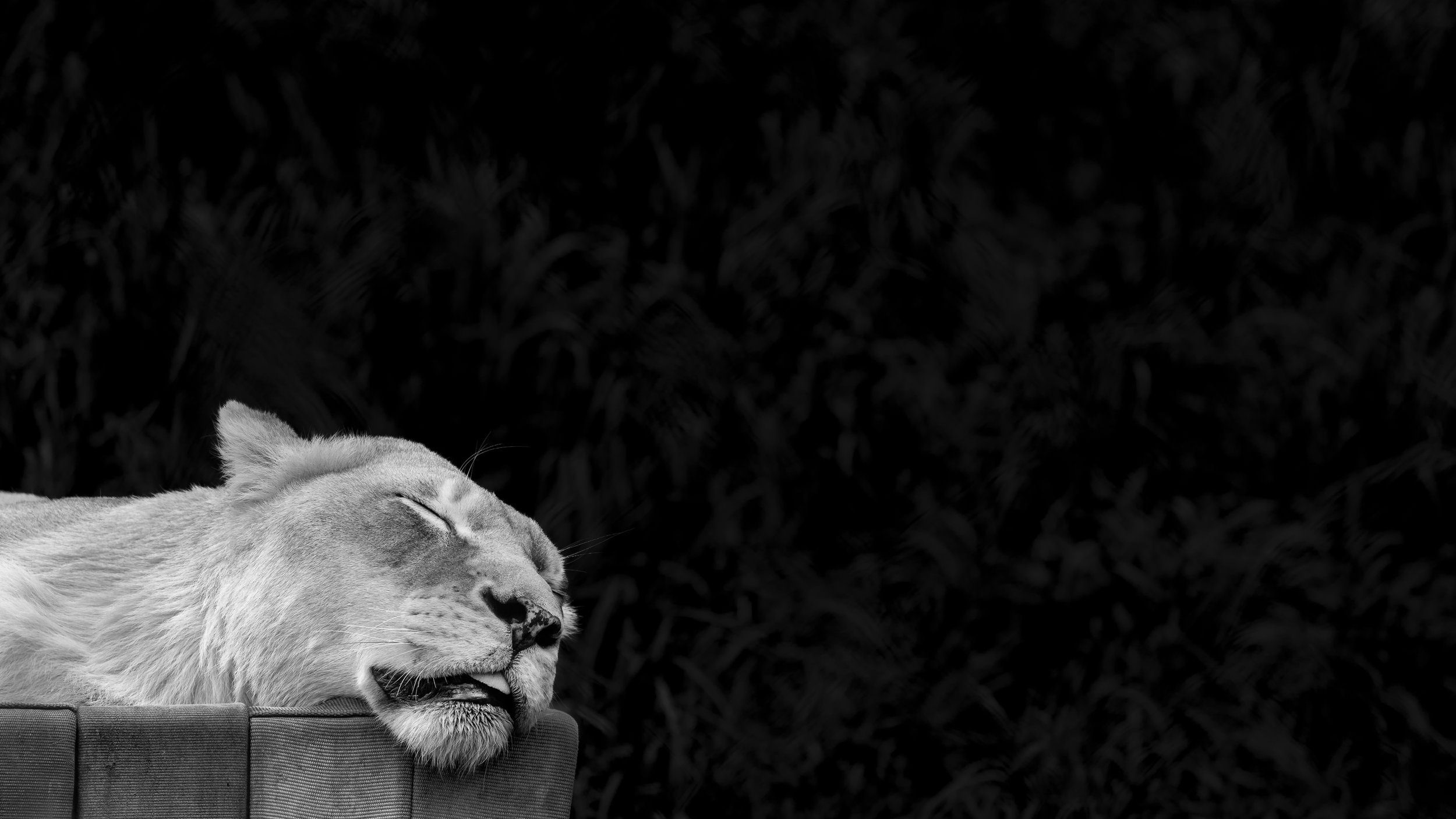 A lioness sleeping with her head resting on a surface.