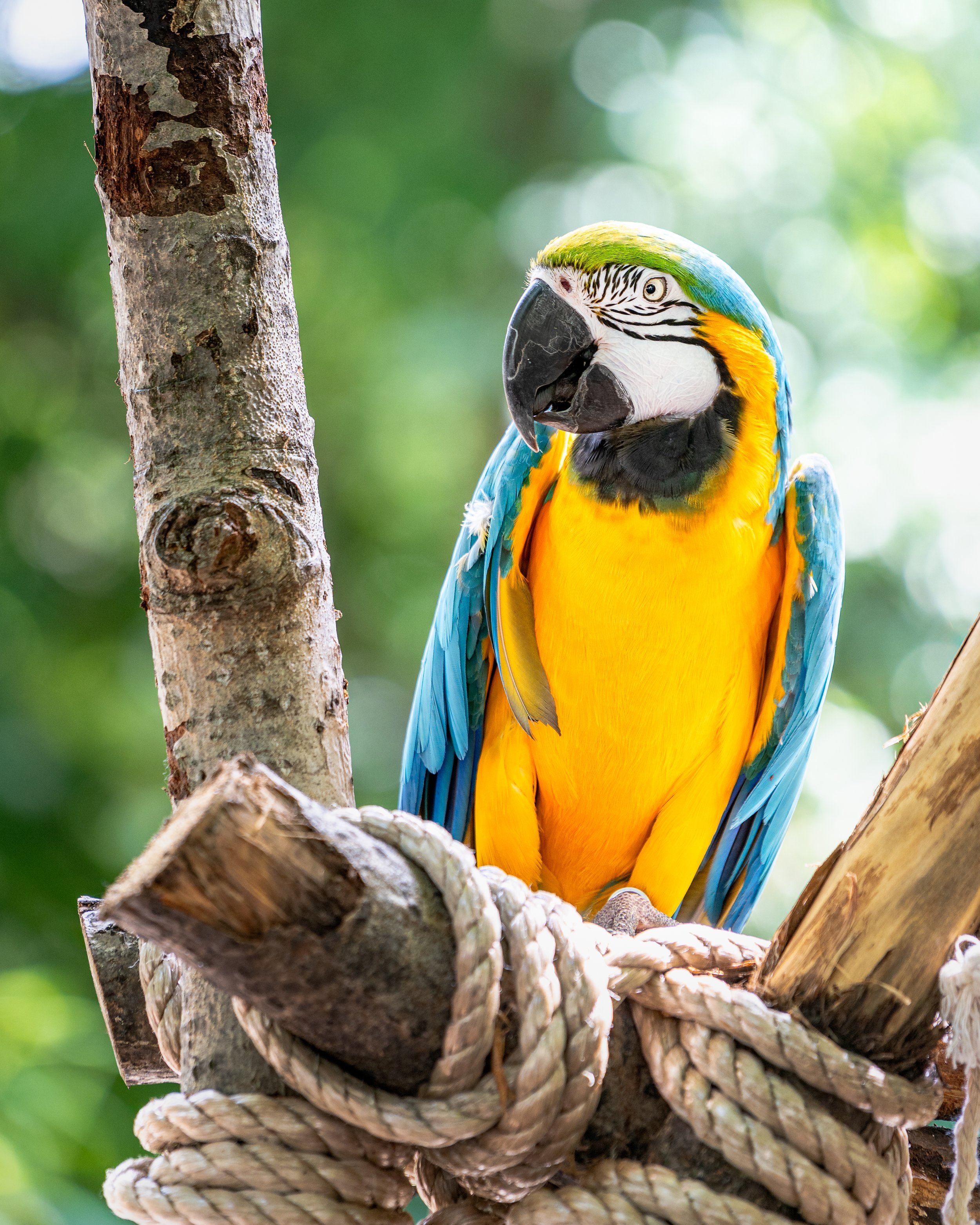 A colorful blue and yellow macaw perched on a tree branch with tangled ropes, with a blurred green leafy background.