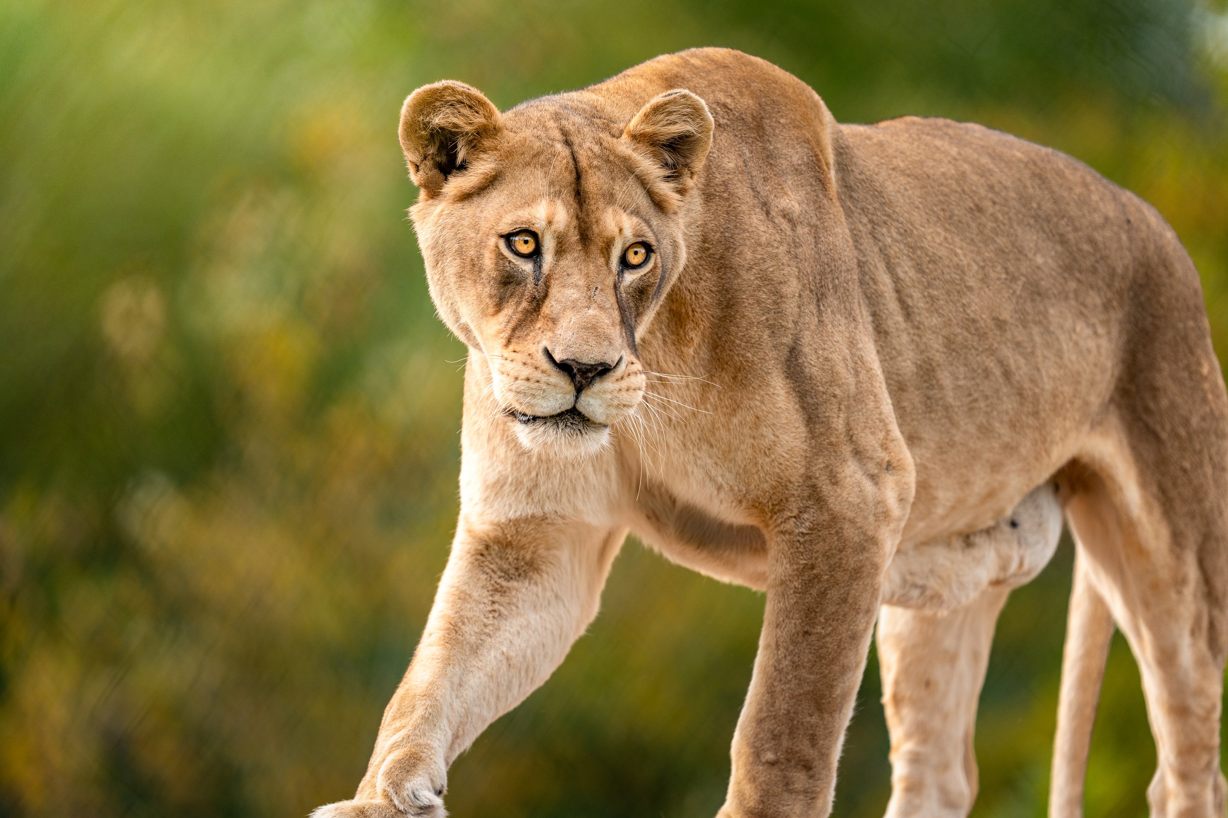 Close-up of a lioness walking through a natural setting with green and yellow blurred background.
