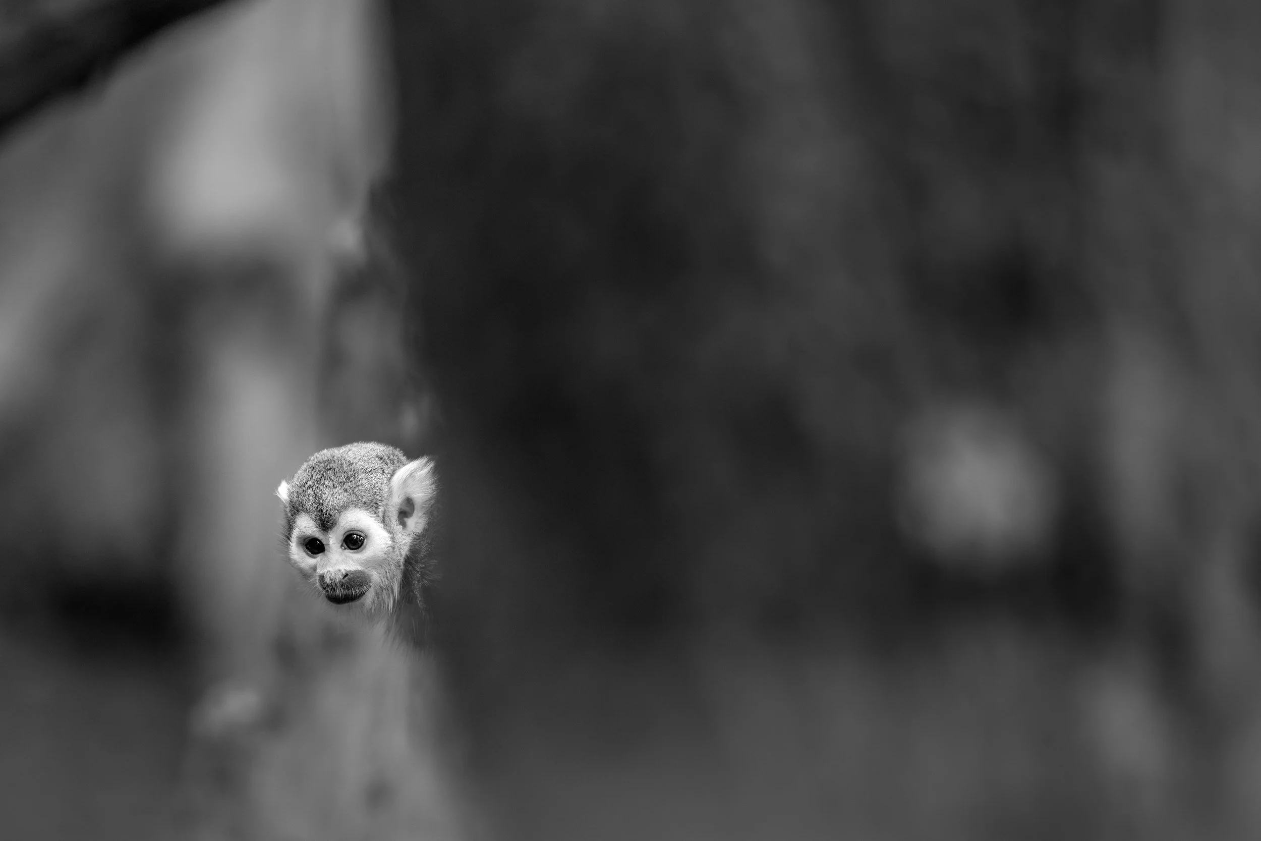Close-up of a tiny monkey with big eyes, looking through blurred foreground and background, in black and white.